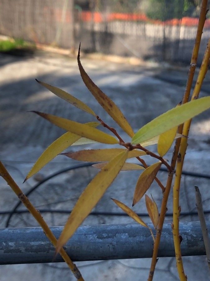 Salix × salamonii leaf