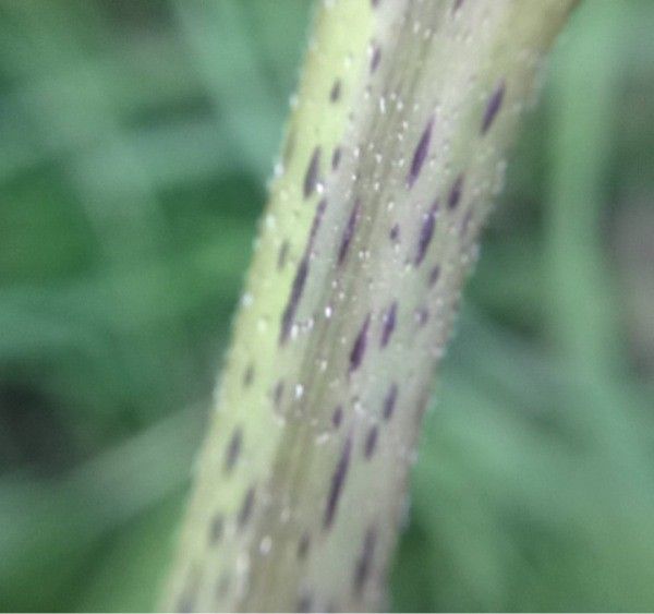 Xanthium italicum bark