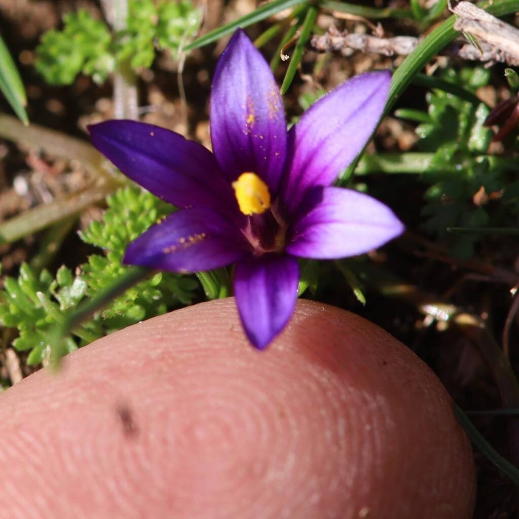 Romulea linaresii bark