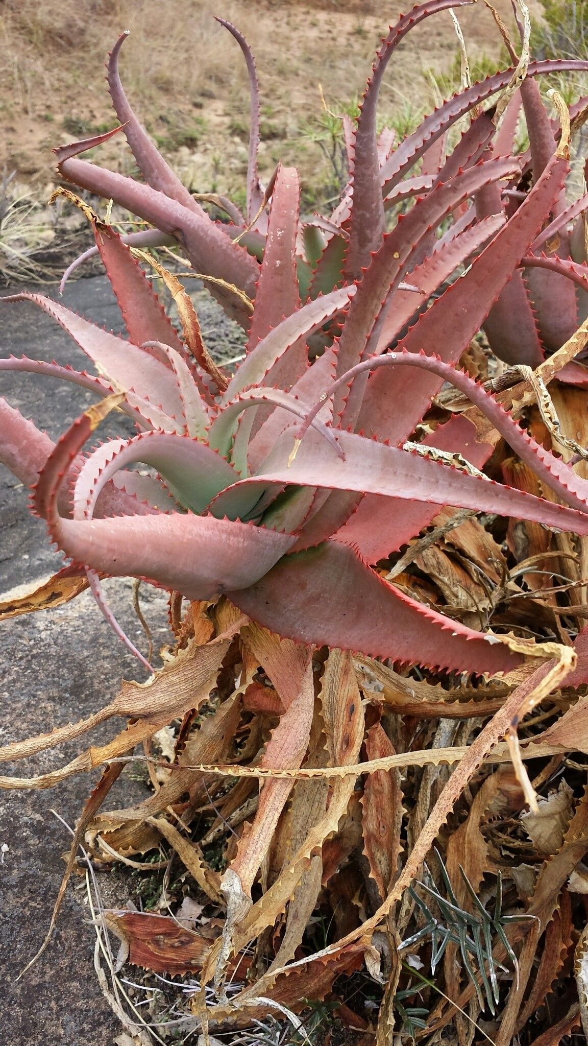 Aloe newtonii habit