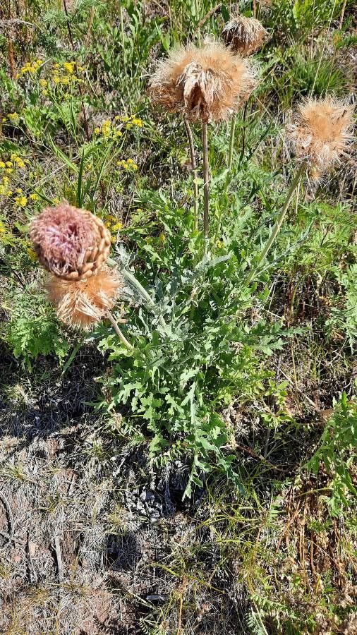 Rhaponticum uniflorum flower