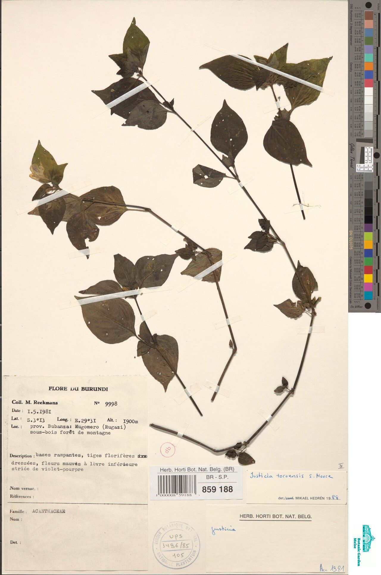 Justicia toroensis — houseplant care guide