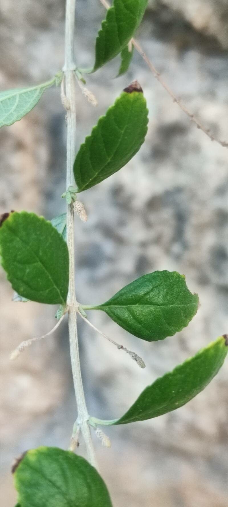 Buddleja asiatica leaf