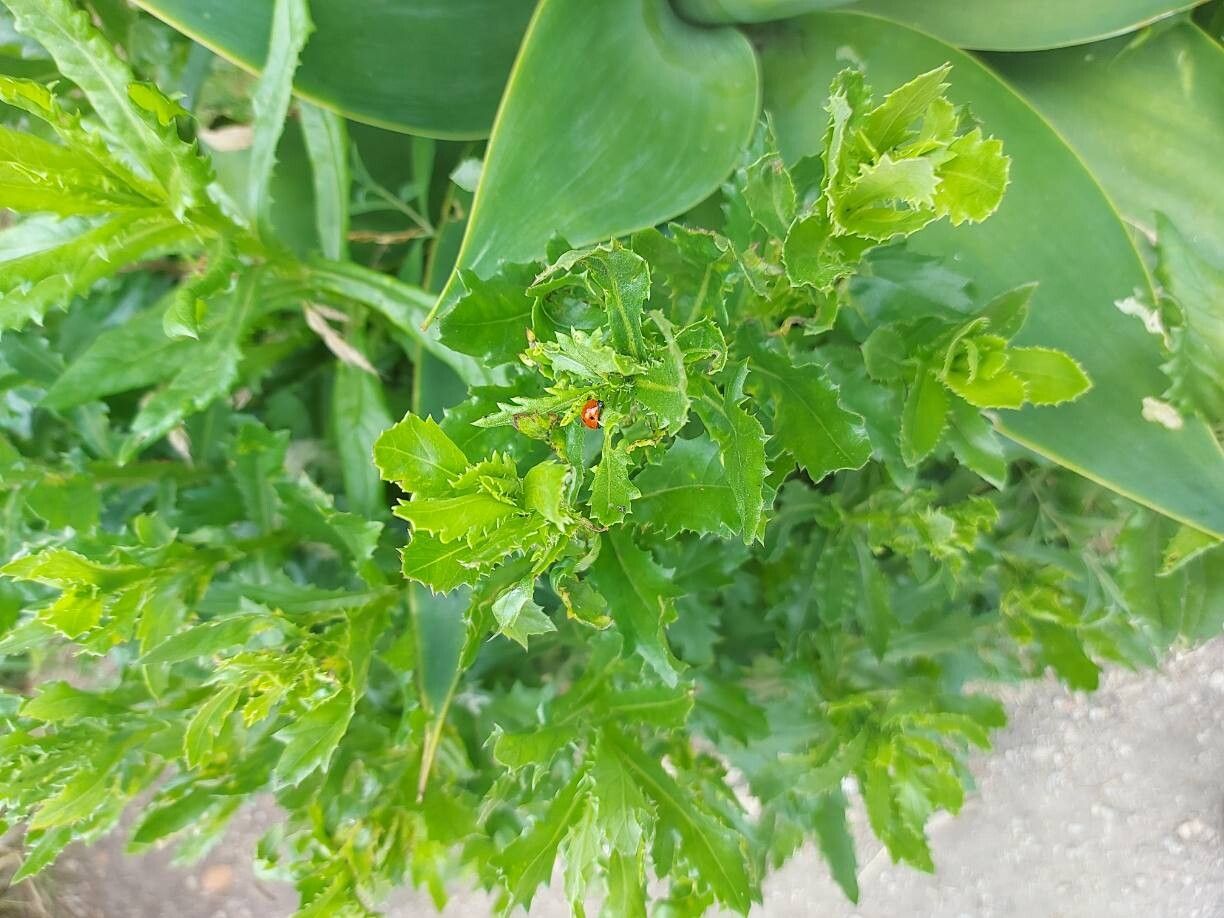 Senecio glastifolius — search result for 'Senecio'