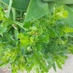 Senecio glastifolius