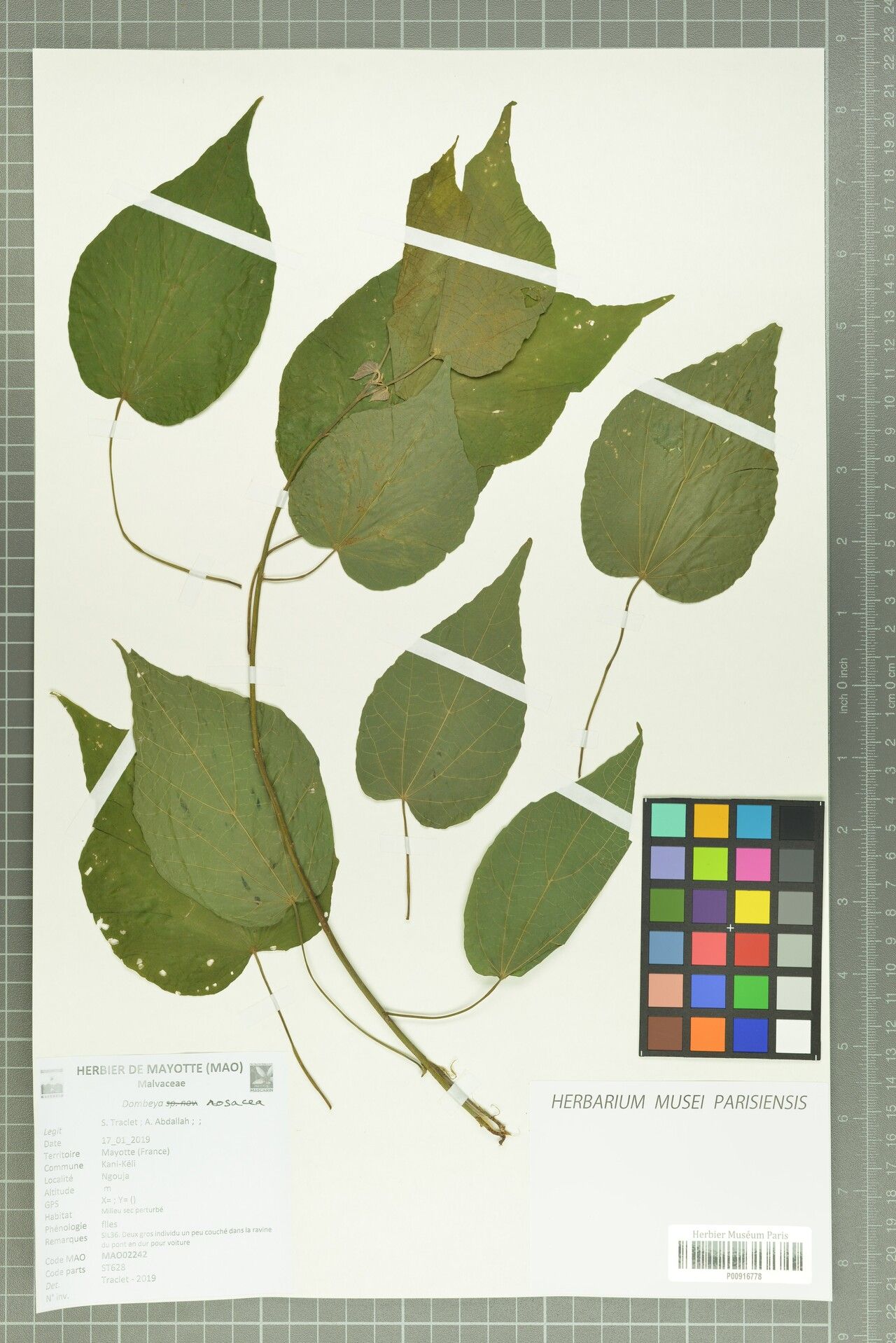 Dombeya rosacea — houseplant care guide