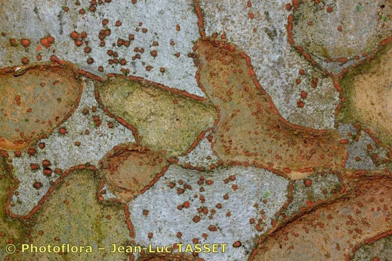 Zelkova crenata bark