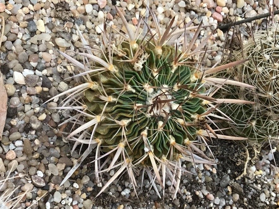 Mammillaria bombycina leaf