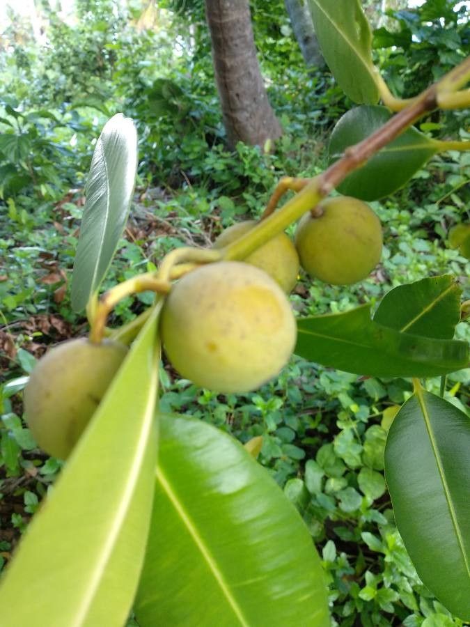 Calophyllum calaba fruit