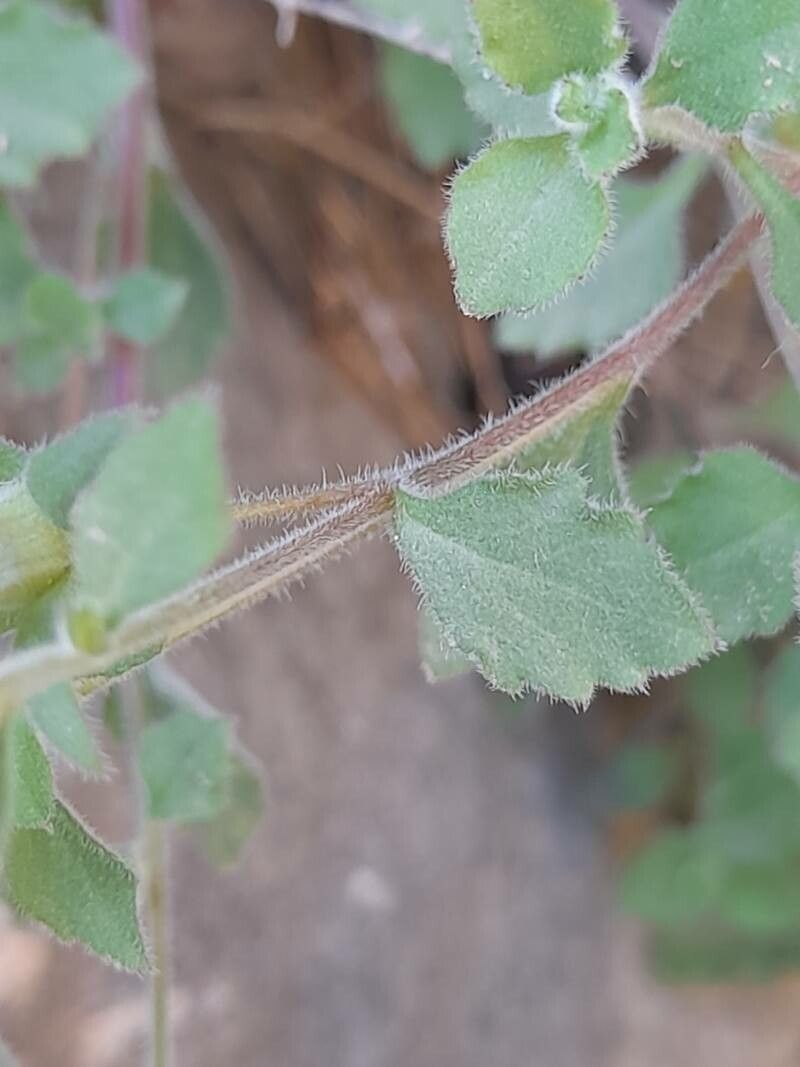 Campanula incanescens leaf