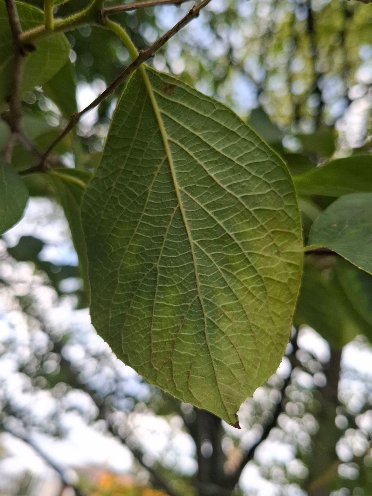 Styrax hemsleyanus — search result for 'Styrax'