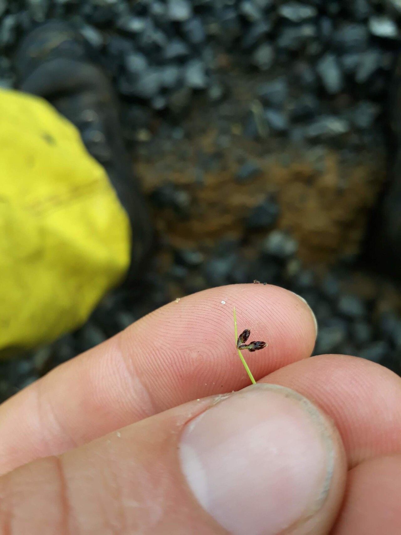 Isolepis sepulcralis flower