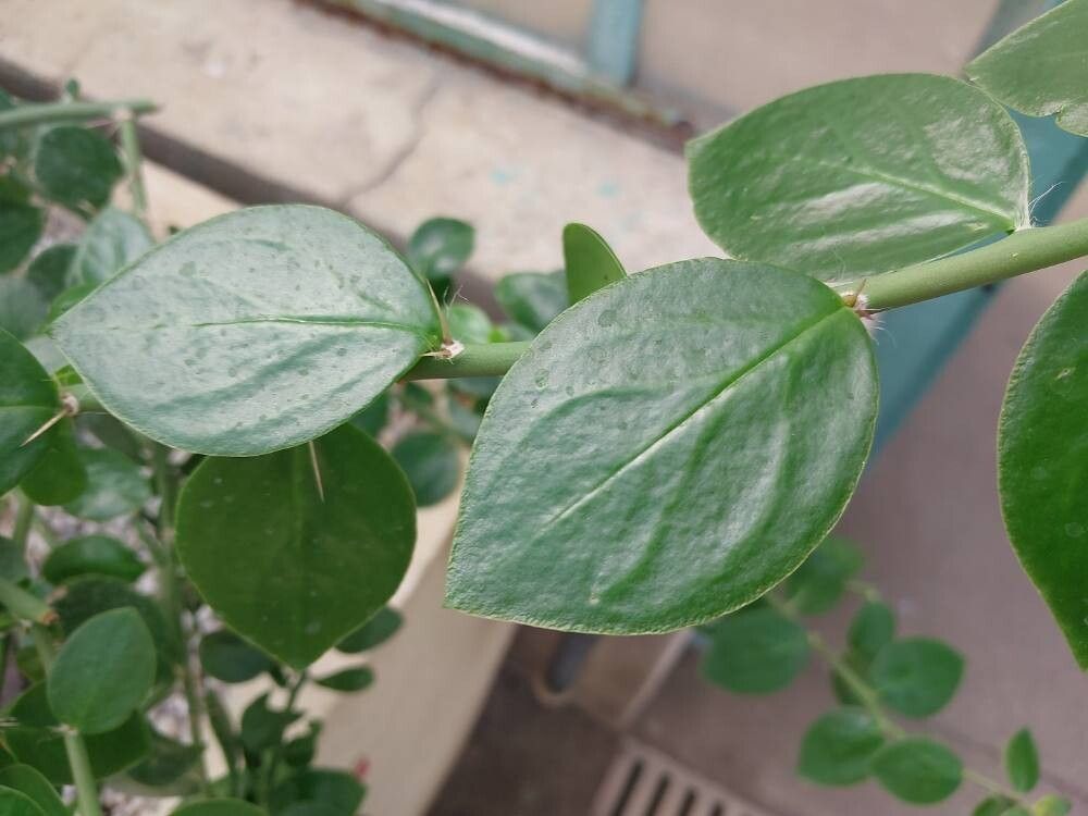 Pereskia horrida — search result for 'Pereskia'