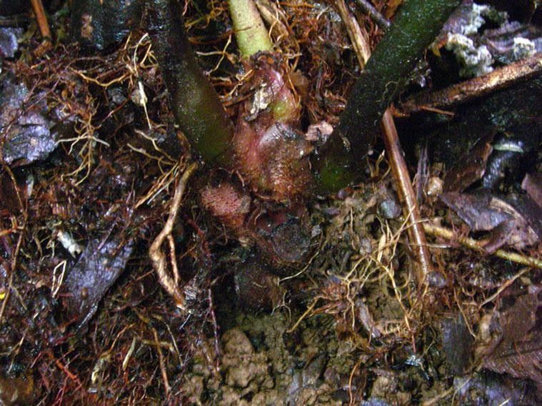 Danaea moritziana bark