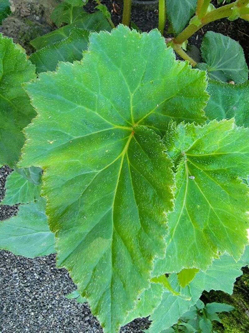Petasites japonicus — search result for 'Southern Europe'