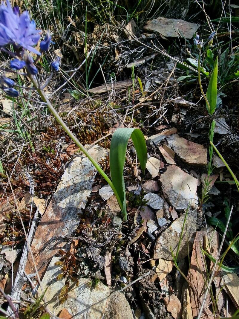 Scilla monophylla — search result for 'Scilla'