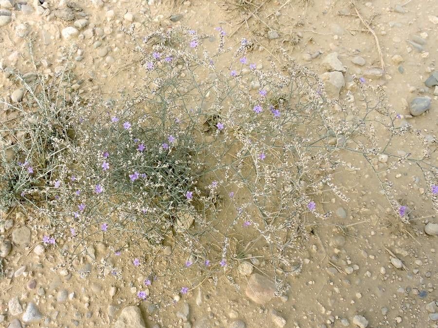 Limonium catalaunicum habit