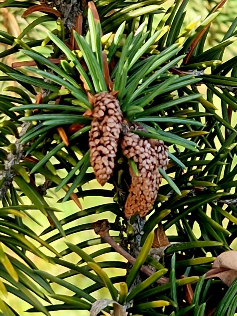 Picea polita flower