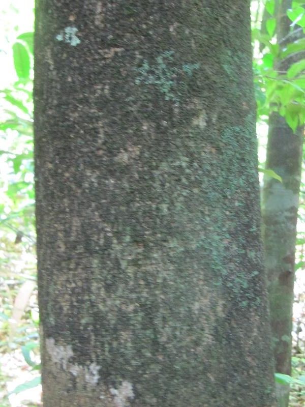 Agonandra silvatica bark