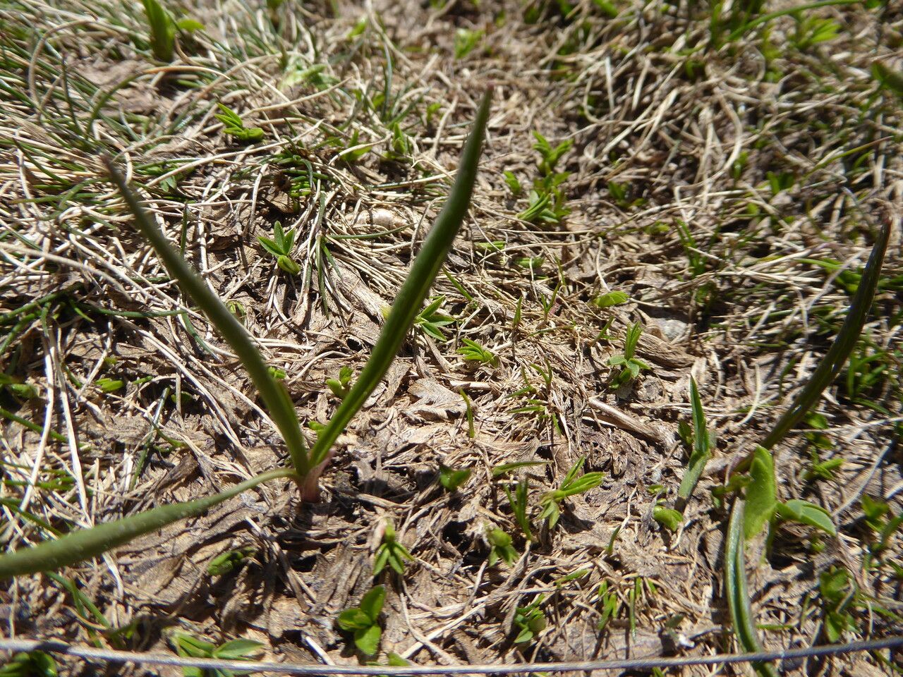 Ranunculus pyrenaeus — houseplant care guide