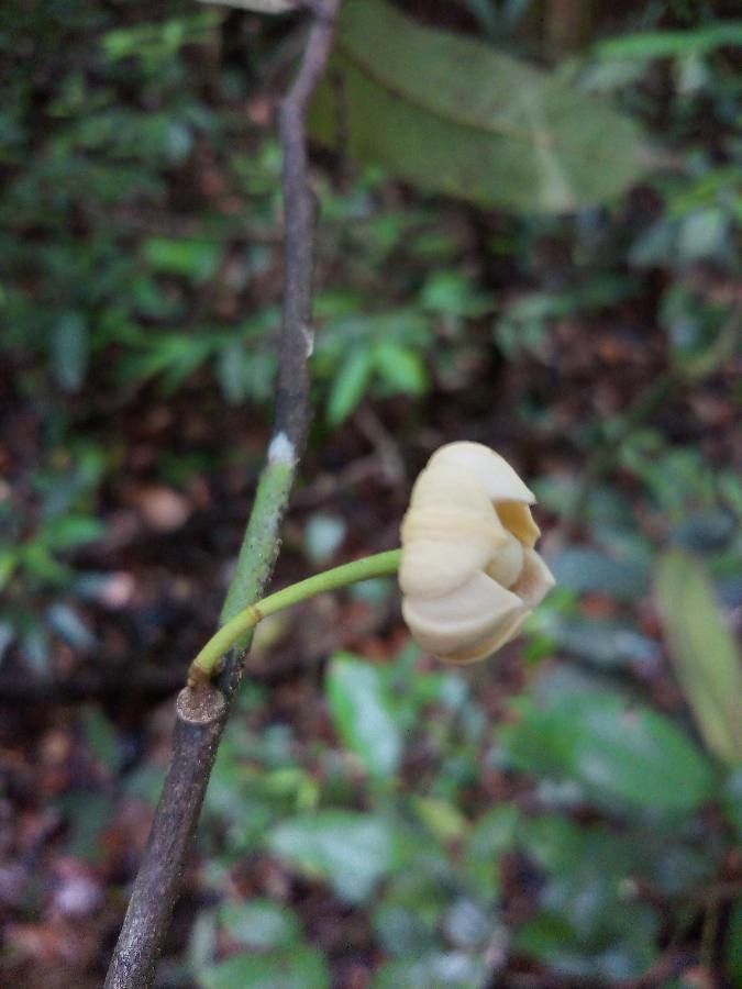Unonopsis stipitata flower