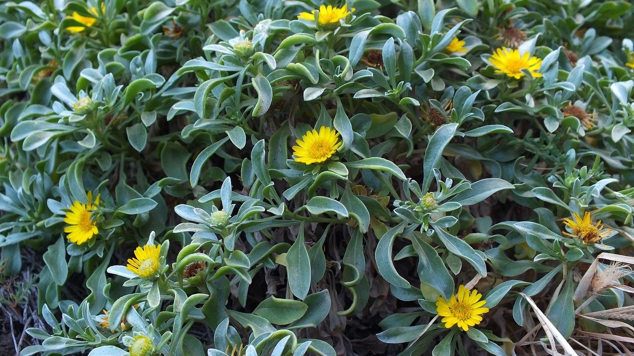 Asteriscus daltonii habit
