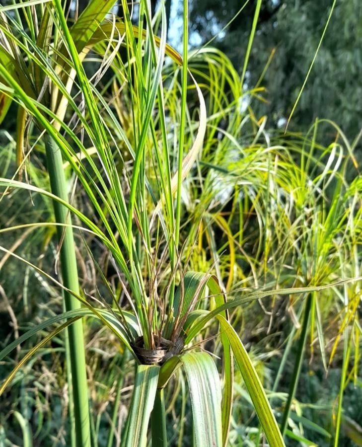 Cyperus giganteus leaf