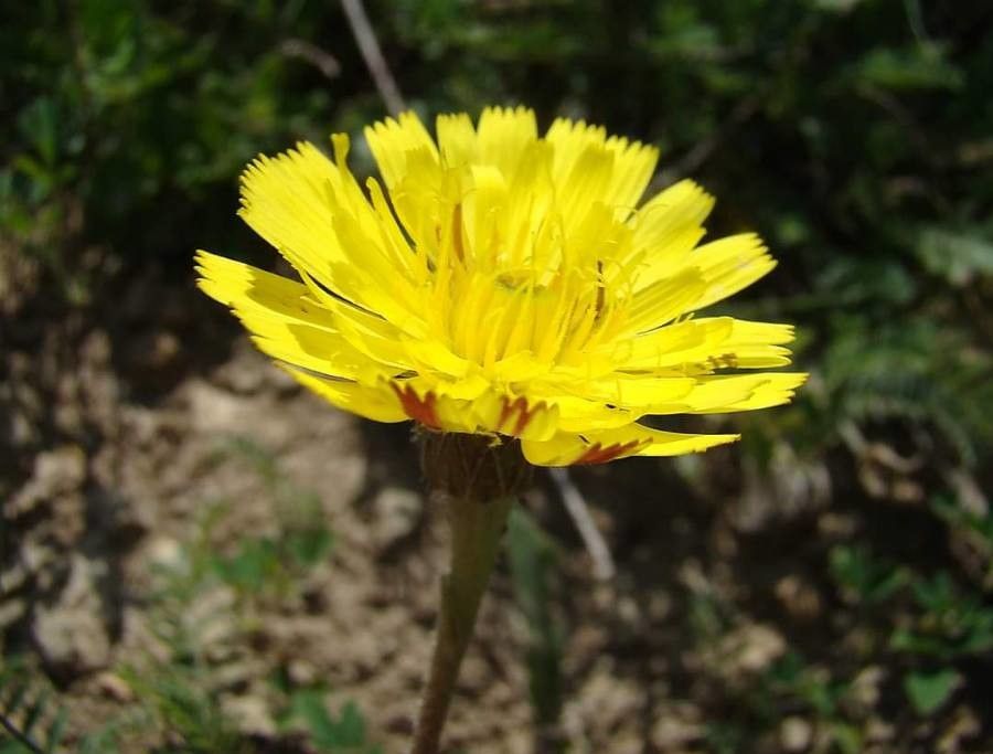 Leontodon crispus flower