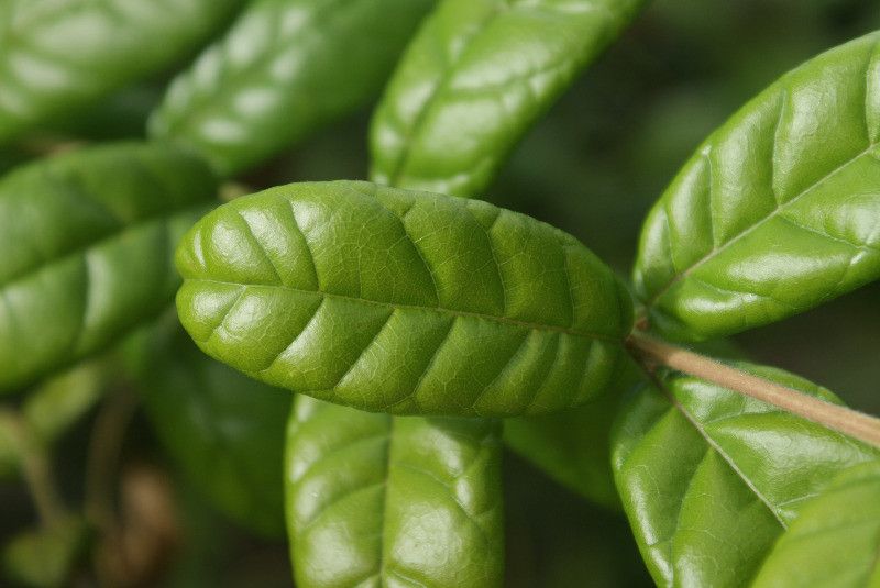 Combretum constrictum — search result for 'Kenya'