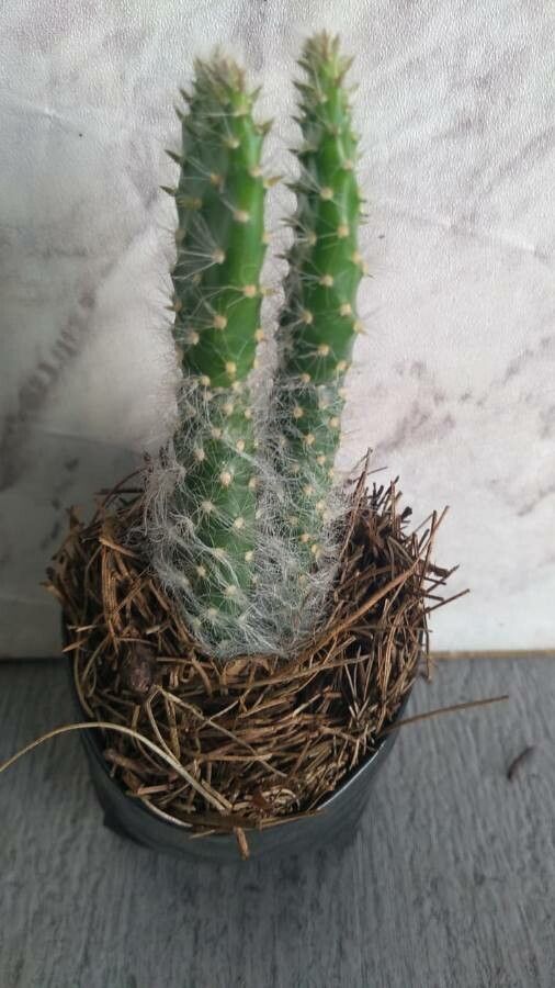 Opuntia orbiculata leaf