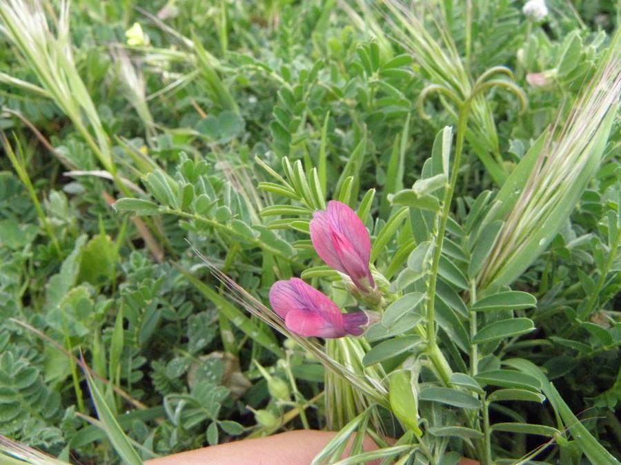 Vicia monantha — search result for 'Vicia'
