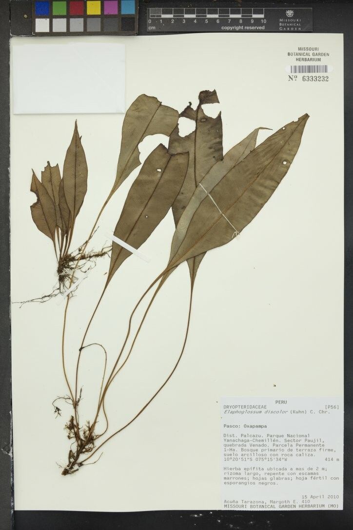 Elaphoglossum discolor — houseplant care guide