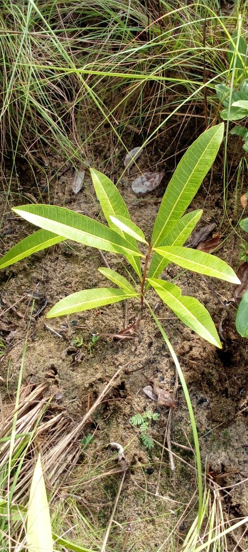 Landolphia lanceolata habit