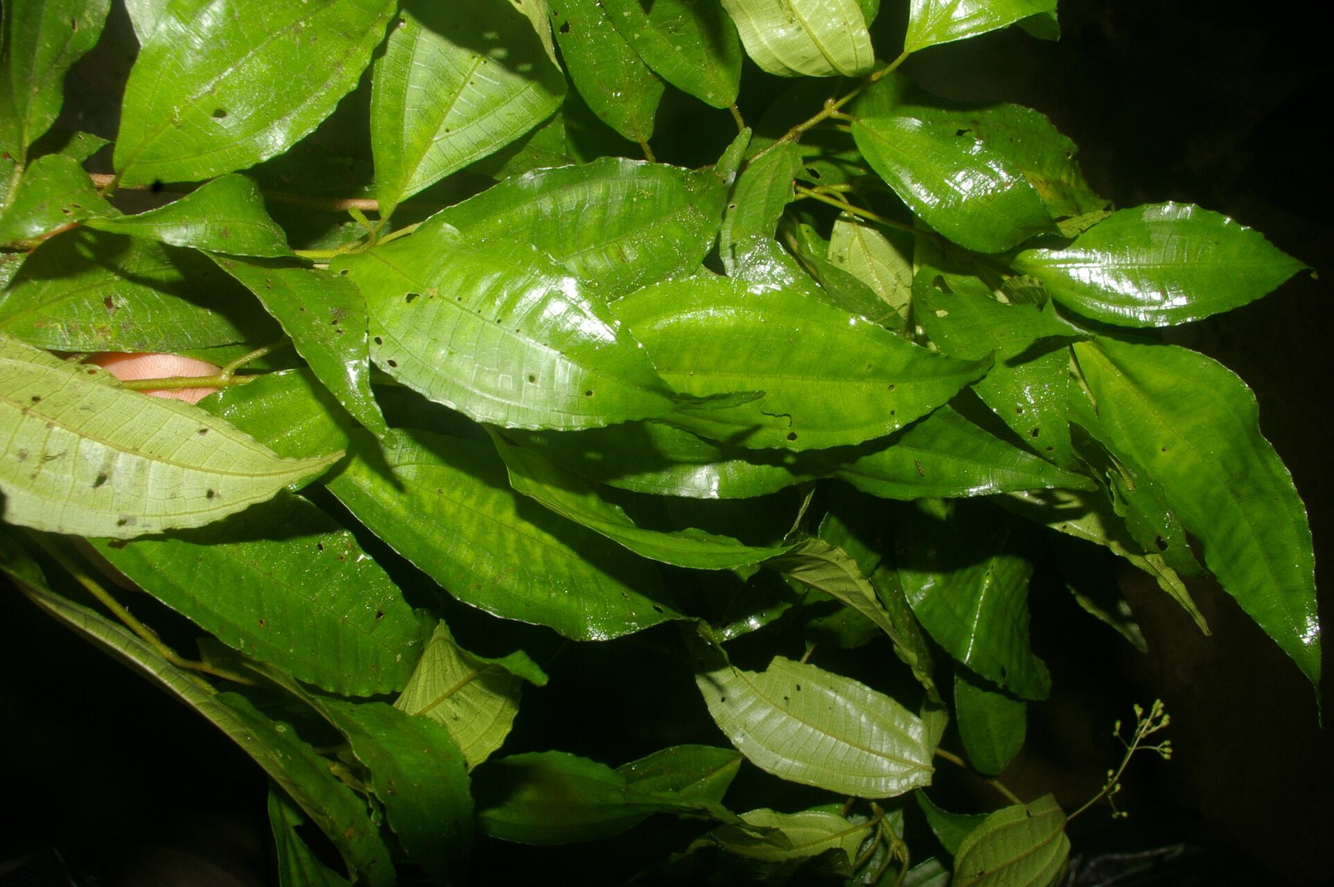 Miconia brenesii leaf