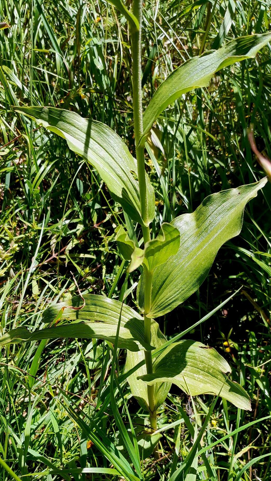 Epipactis muelleri leaf