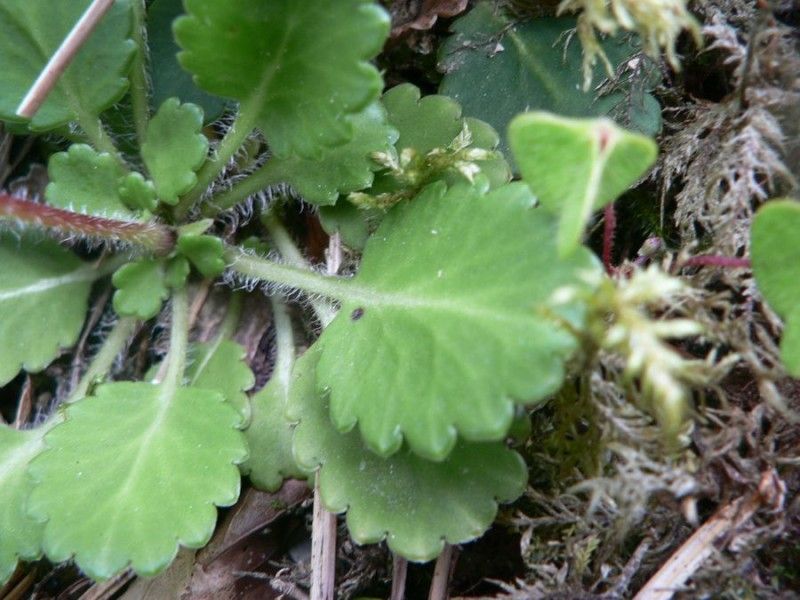 Saxifraga × geum — search result for 'Geum'