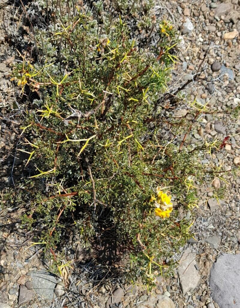 Adesmia volckmannii habit