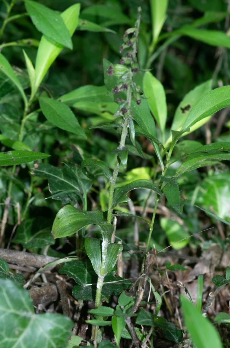 Epipactis albensis habit