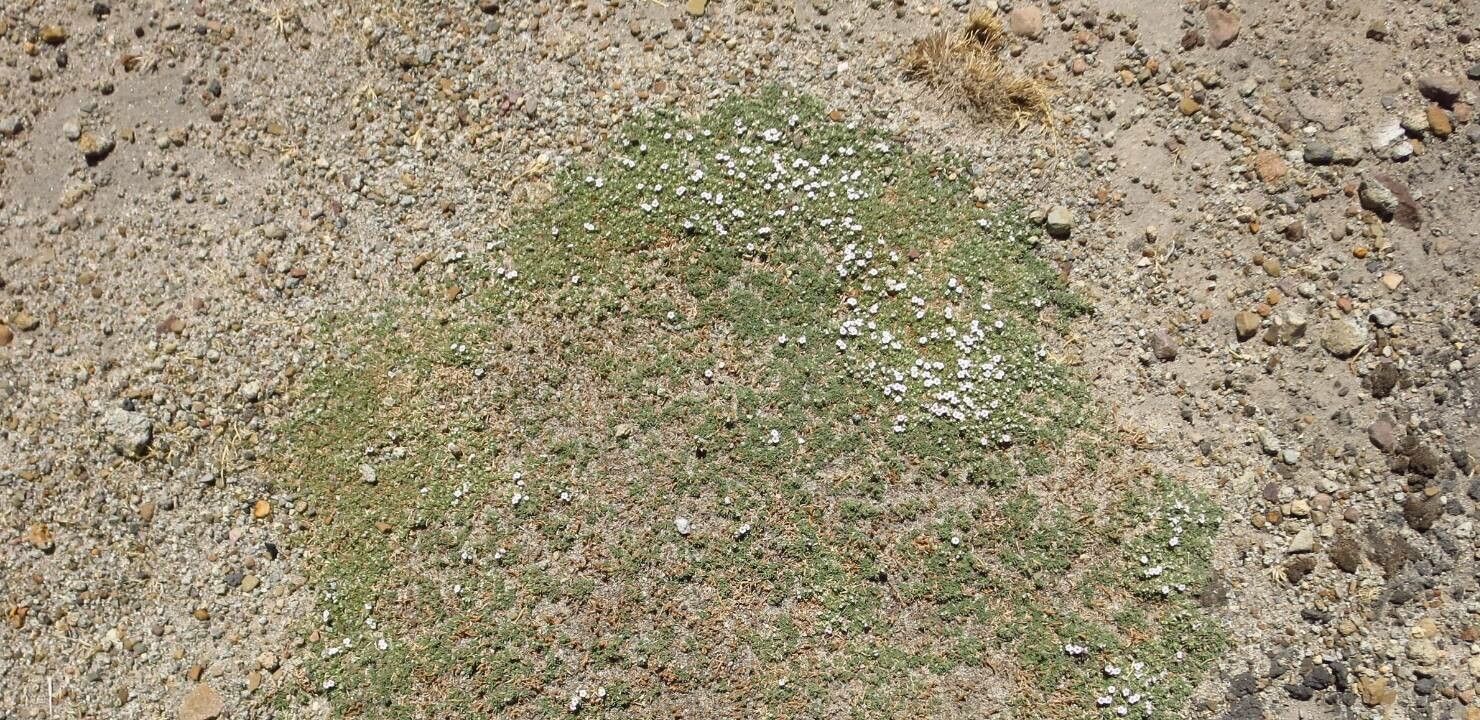 Junellia minima — related species from the same genus