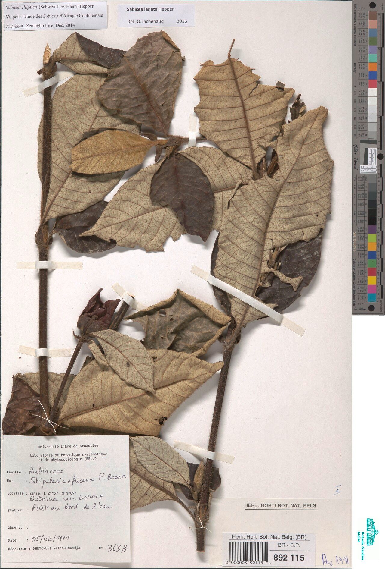 Sabicea lanata — houseplant care guide