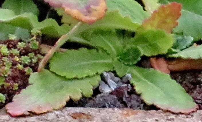 Wulfenia orientalis — related species from the same genus