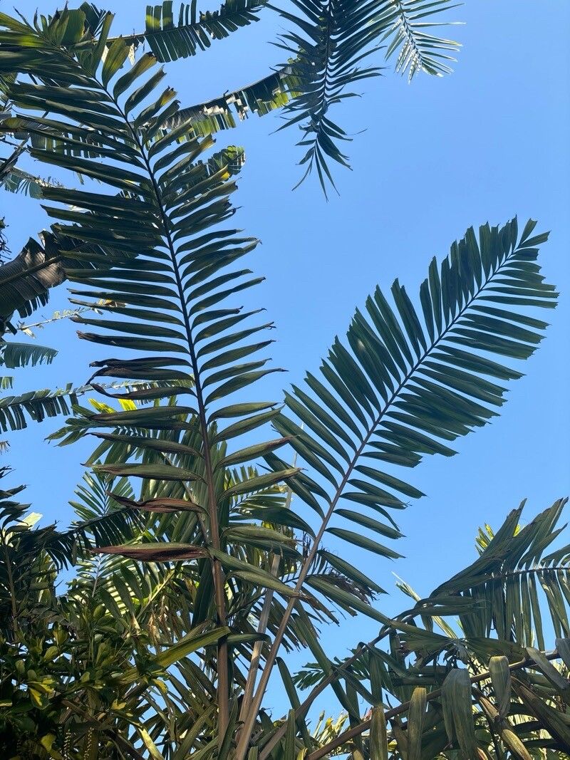 Veitchia vitiensis — houseplant care guide