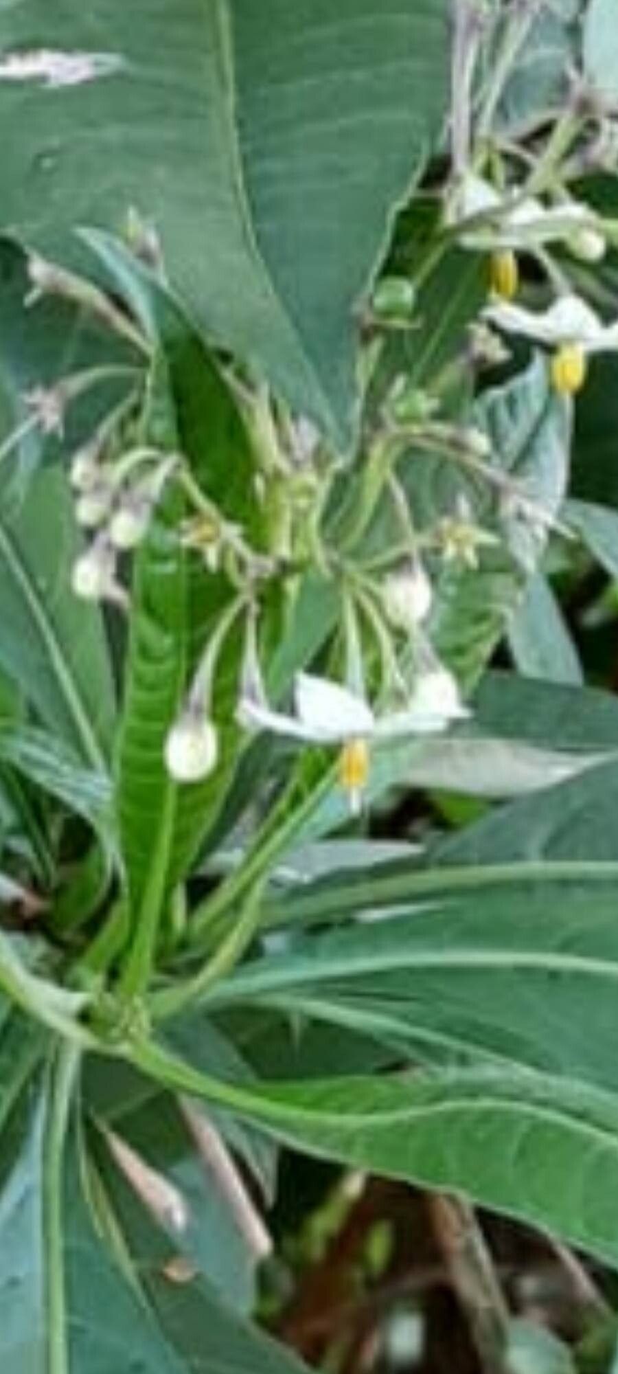 Solanum pubigerum other