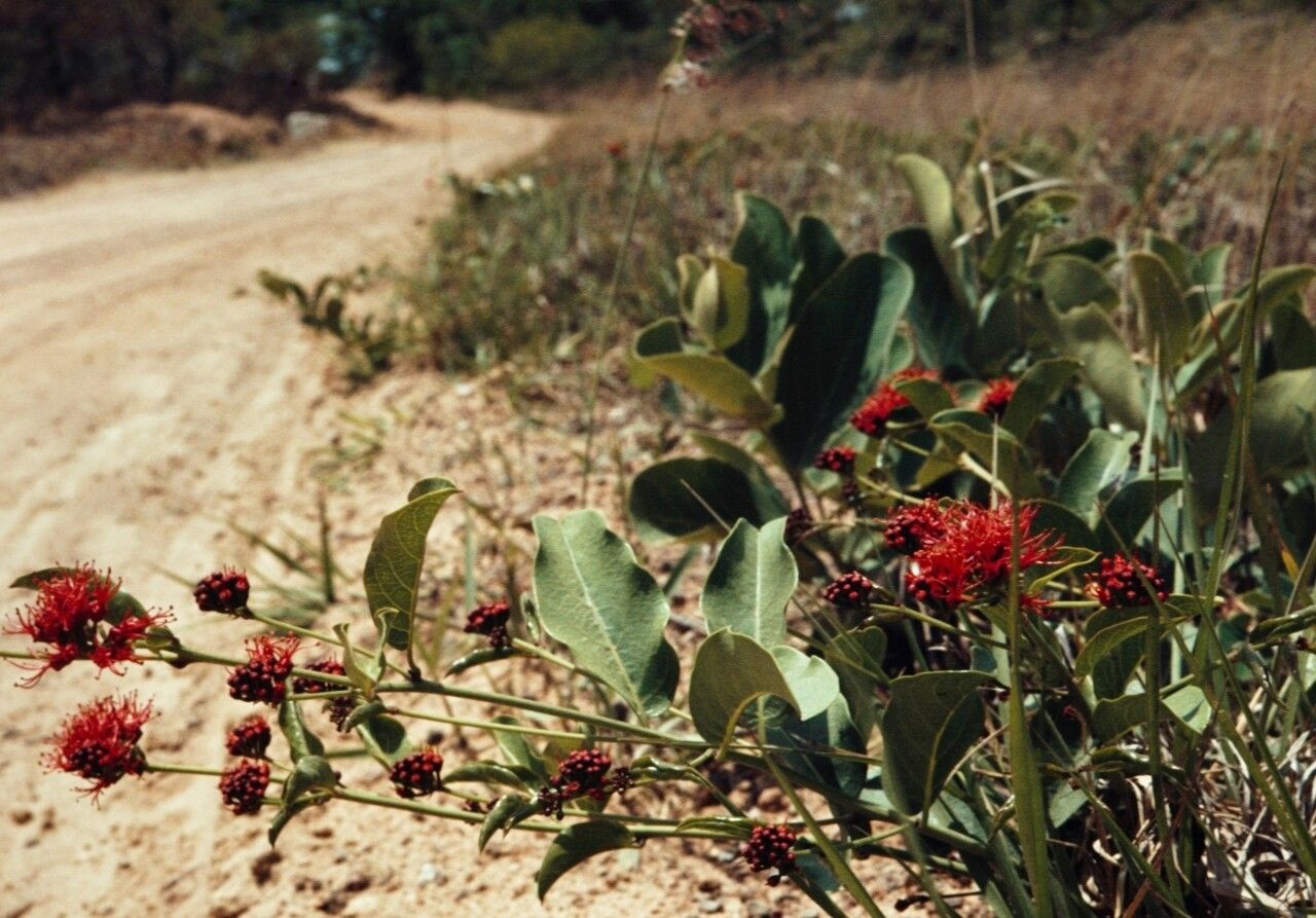 Combretum oatesii flower