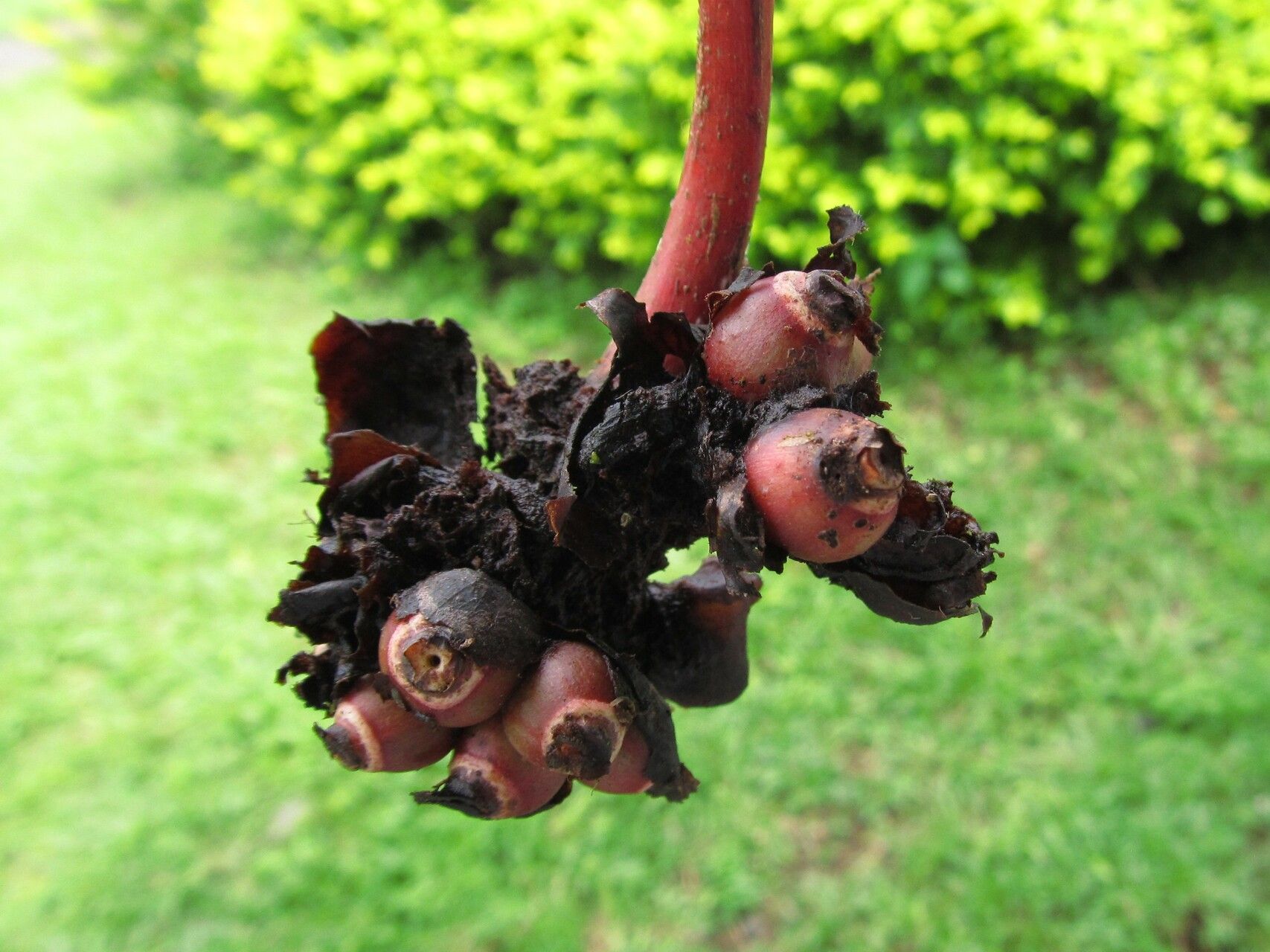 Psychotria camptopus fruit