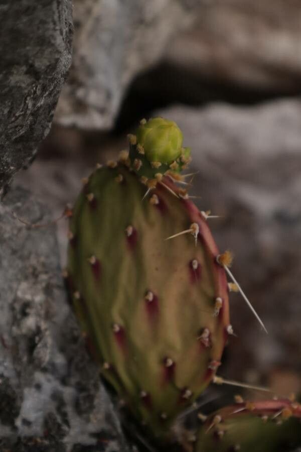 Opuntia lutea — houseplant care guide