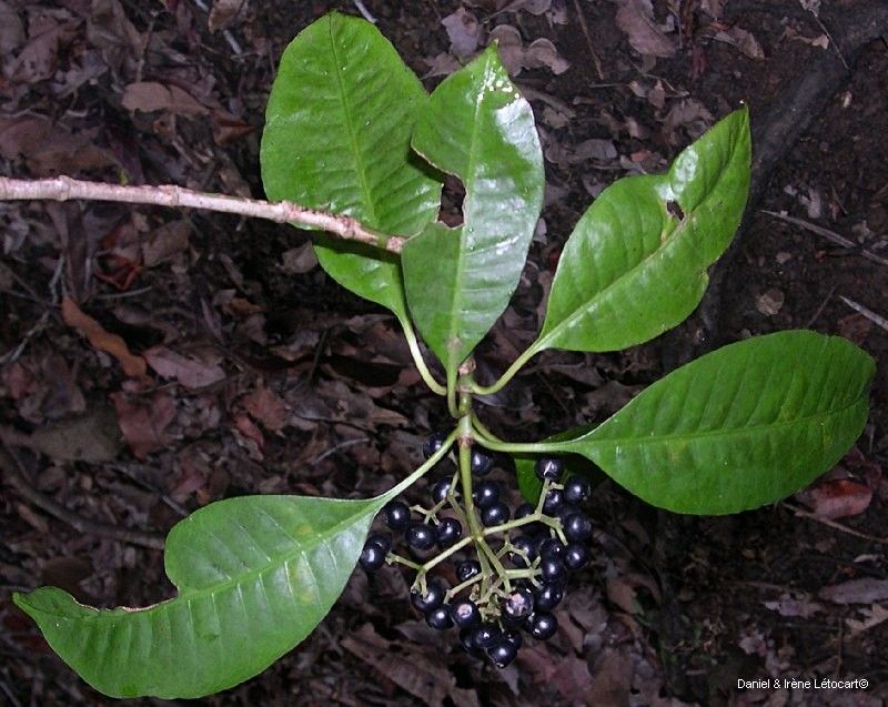 Psychotria schlechteriana — houseplant care guide
