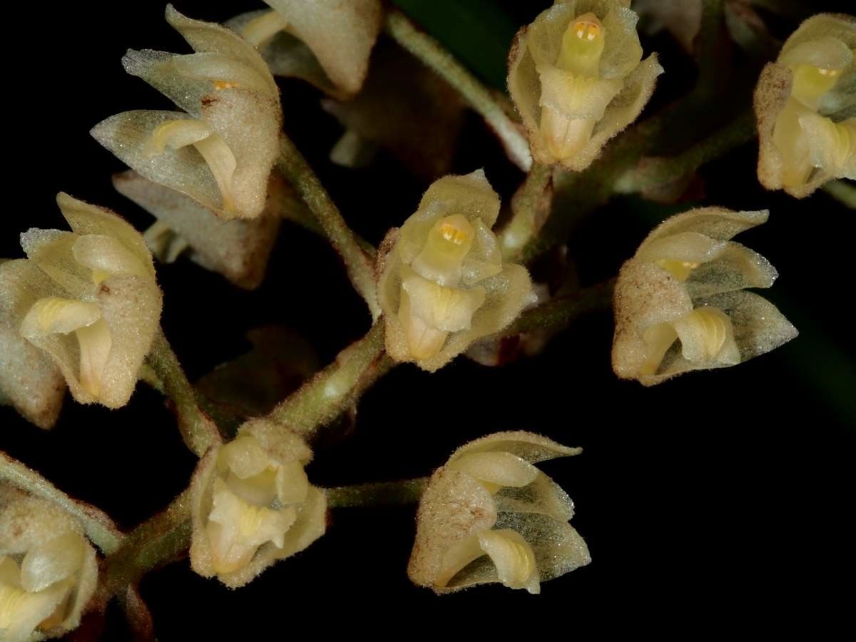 Pinalia fitzalanii fruit