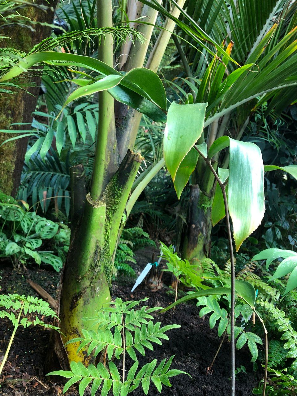Zamia lacandona habit