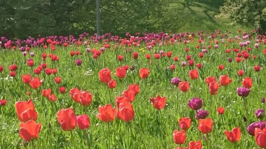 Tulipa aximensis habit